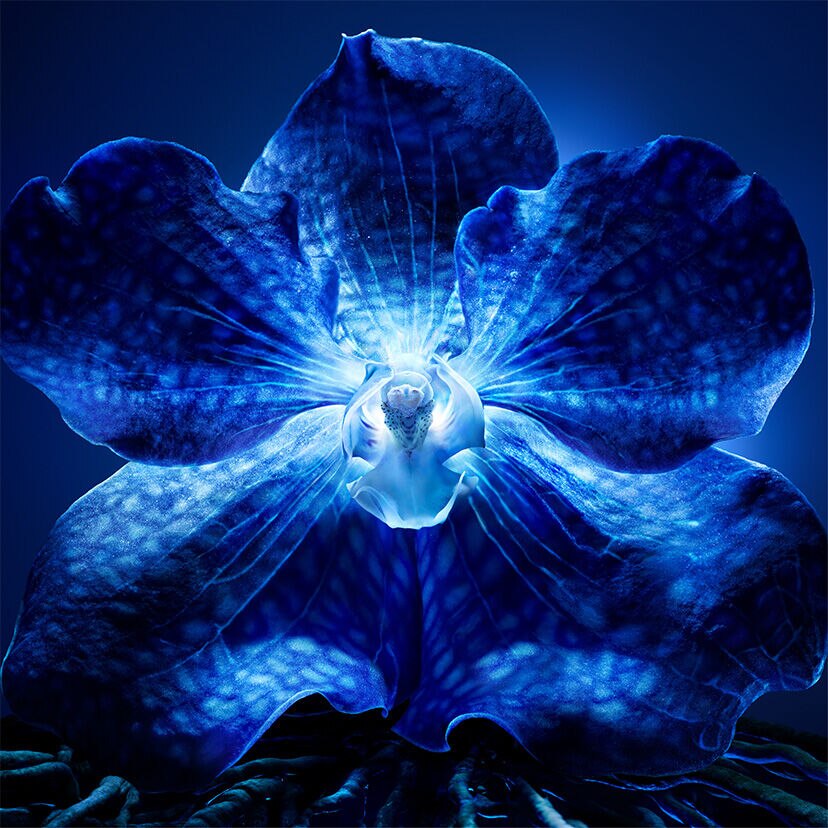 Orchidée Impériale Routine : Complete Ritual · GUERLAIN | ゲラン