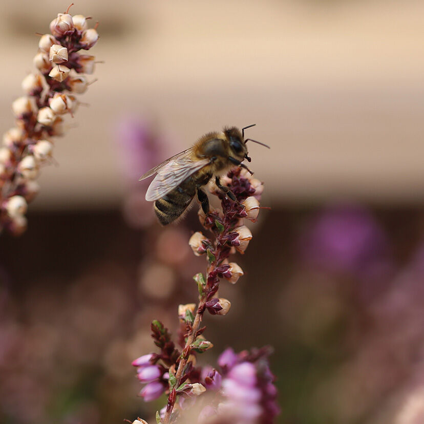 Abeille Royale Repair born from science and the bee GUERLAIN