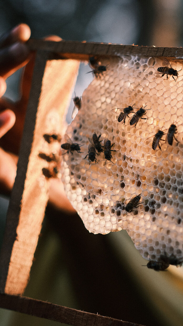 WORLD BEE DAY IMAGE