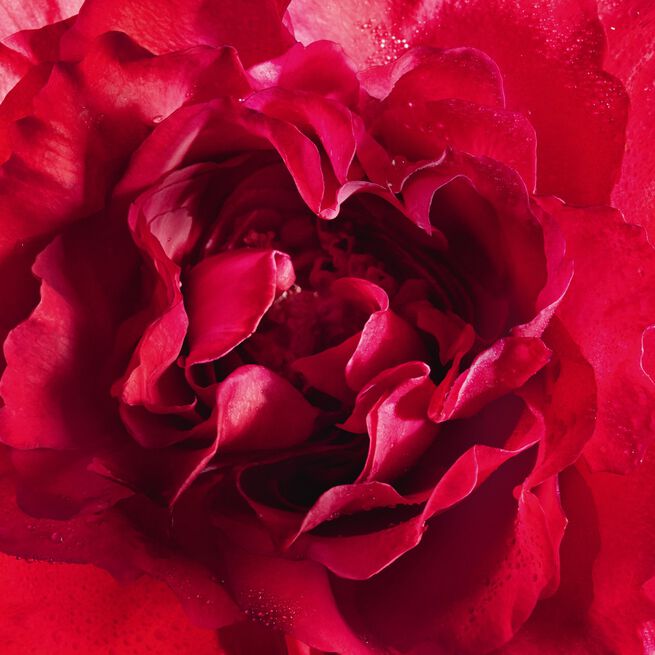 Eau de Parfum Bloom of Rose maroc
