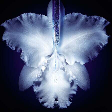 Orchidee Imperiale オーキデ アンペリアル ザ リフト セロム Guerlain ゲラン