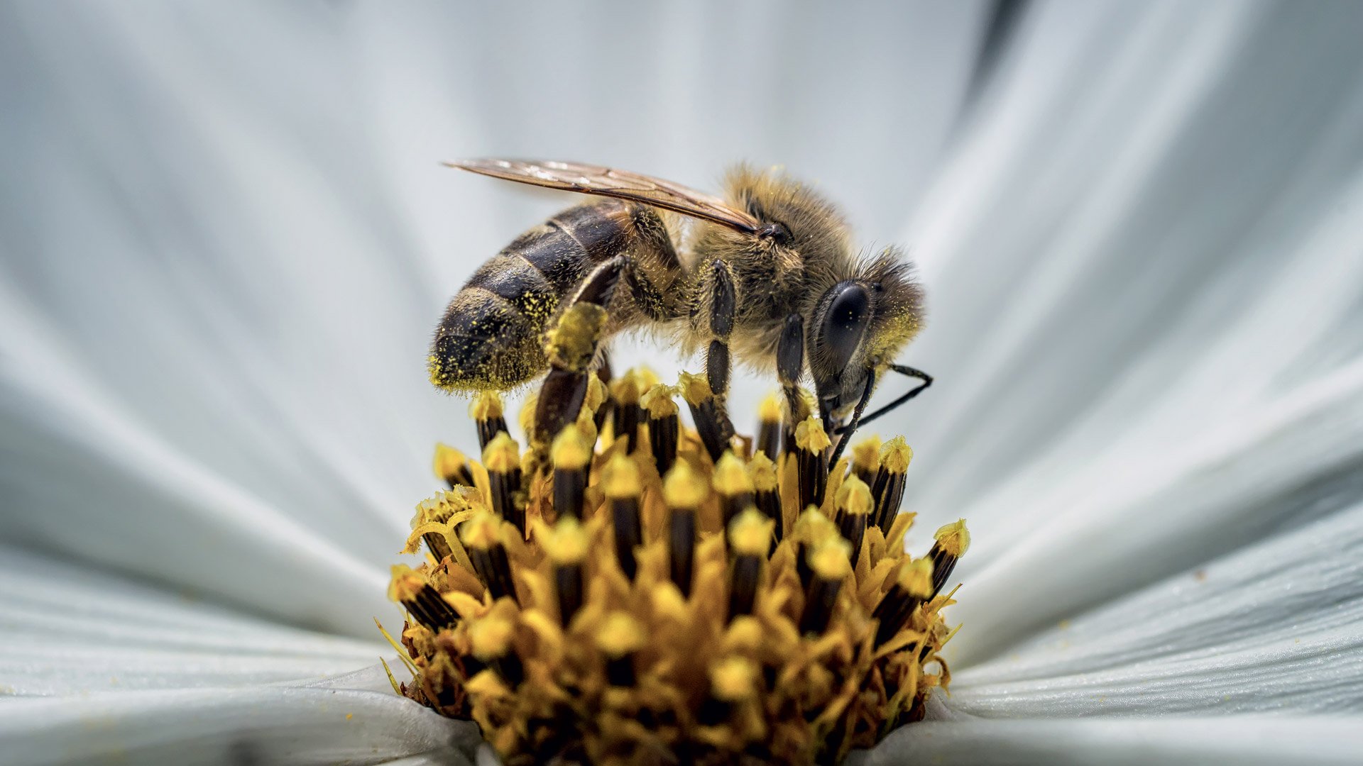 Guerlain for Bees Conservation Programme