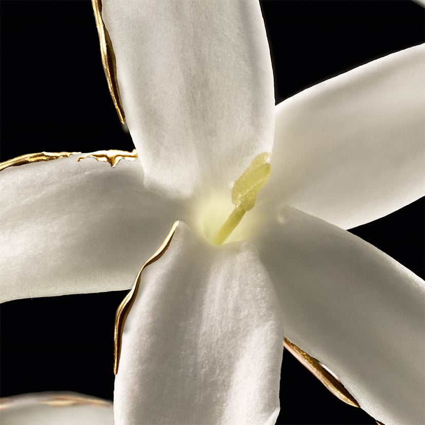 JASMIN GRANDIFLORUM - 220g