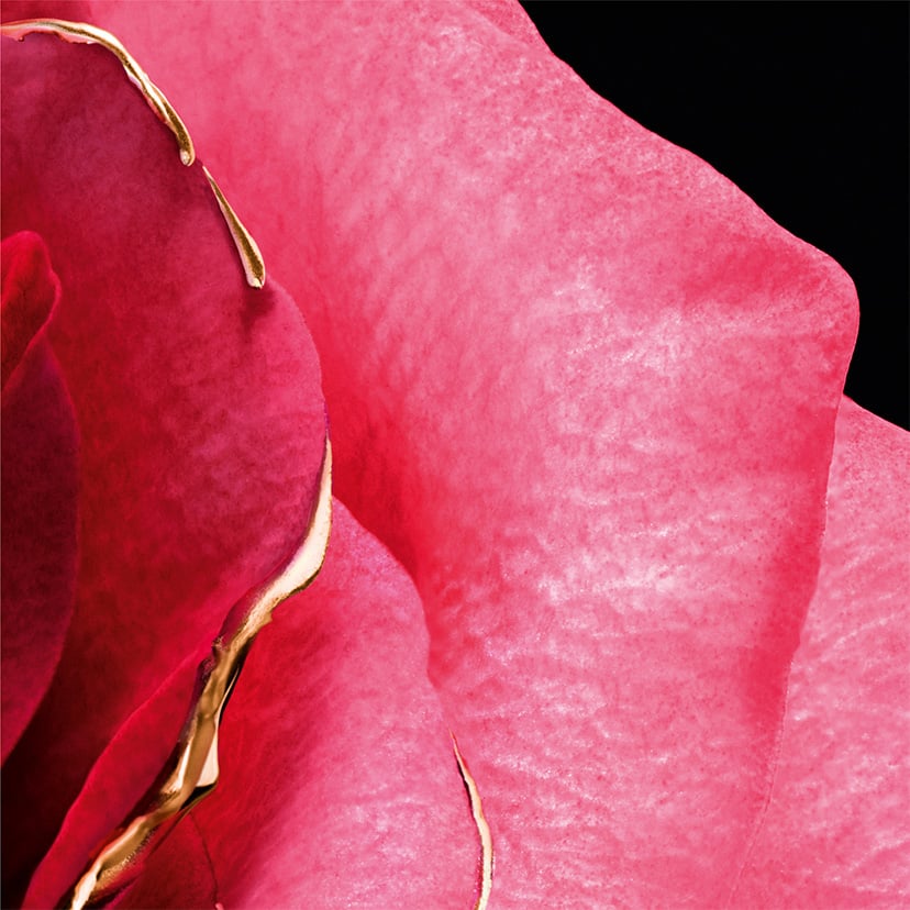 ROSE CENTIFOLIA - 220g